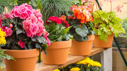 Як зберегти контейнерні рослини взимку - GradinaMax Як зберегти контейнерні рослини взимку