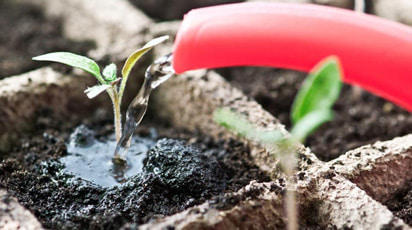 Как и когда проводить подкормку рассады