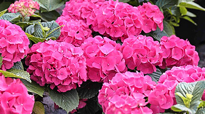 Як відрізнити крупнолистну від волотистої гортензії