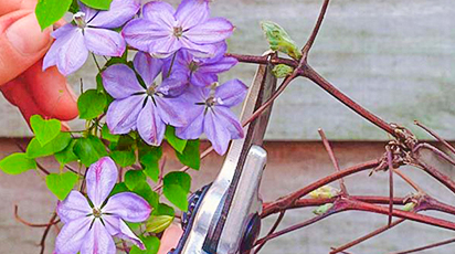 Як підготувати клематис до зими і зробити надійне укриття від морозів - GradinaMax Як підготувати клематис до зими і зробити надійне укриття від морозів