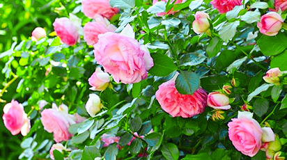 Как подкармливать розы осенью, советы наших экспертов