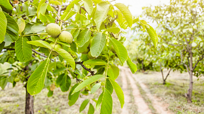 Как заложить ореховый сад и получить большие урожаи?