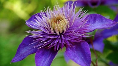 Як, де і коли посадити клематіс