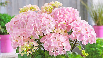 Розмноження гортензії відводками, живцями, насінням або поділом куща - GradinaMax Розмноження гортензії відводками, живцями, насінням або поділом куща
