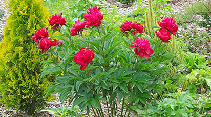 Як поєднувати цибулинні: прості поради від садових експертів