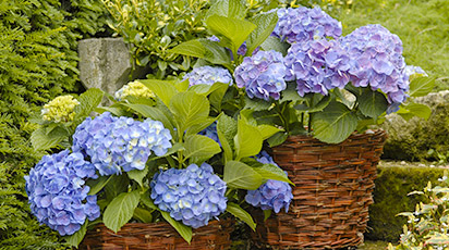 Як зберегти гортензії взимку в прикопі, щоб не вимерзли - GradinaMax Як зберегти гортензії взимку в прикопі, щоб не вимерзли