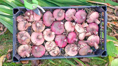 Як зберегти взимку цибулини і кореневища багаторічників до посадки - GradinaMax Як зберегти взимку цибулини і кореневища багаторічників до посадки