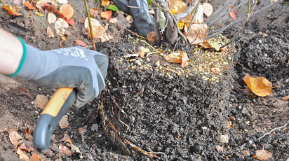 Як зберегти саджанці до посадки навесні? - GradinaMax Як зберегти саджанці до посадки навесні?