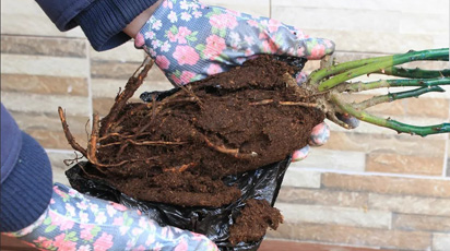 Як врятувати підсохлі саджанці троянд: інструкція - GradinaMax Як врятувати підсохлі саджанці троянд: інструкція