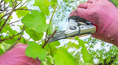 Особливості догляду за малиною і смородиною після плодоношення - GradinaMax Особливості догляду за малиною і смородиною після плодоношення