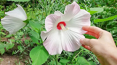 Як укрити гібіскус на зиму: поради досвідчених квітникарів - GradinaMax Як укрити гібіскус на зиму: поради досвідчених квітникарів