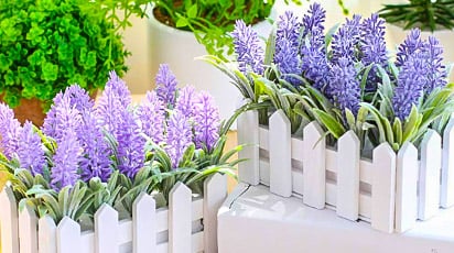 Як вибрати і виростити лаванду із насіння