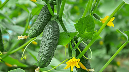 Как выращивать огурцы на маленьких участках — способы и советы  - GradinaMax Как выращивать огурцы на маленьких участках — способы и советы