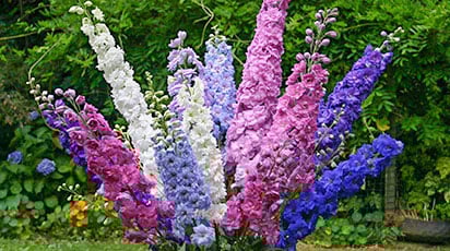 Як виростити дельфініум з насіння в домашніх умовах