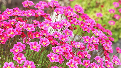 Ломикамінь з насіння: як виростити прекрасну квітку в будинку 