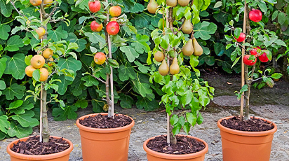 Секрети вирощування колоновидних дерев в контейнерах - GradinaMax Секрети вирощування колоновидних дерев в контейнерах