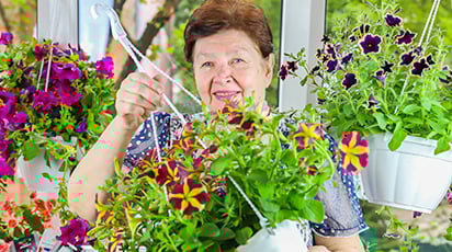 Розкриваємо секрети: як виростити пишні петунії  у формі кулі