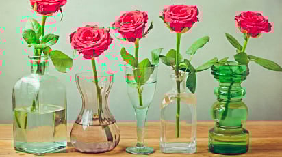 Як укоренити троянду із букета