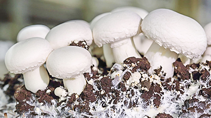 Як виростити печериці в теплиці - GradinaMax Як виростити печериці в теплиці