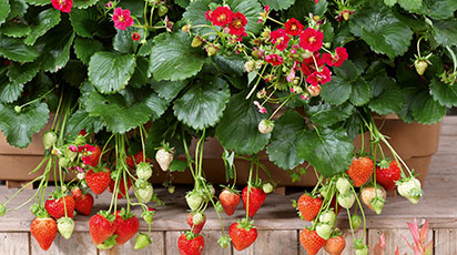 Как вырастить вкусную ремонтантную клубнику из семян