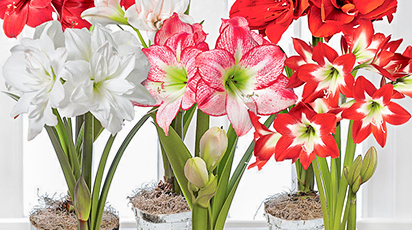 Как заставить цвести амариллис в домашних условиях