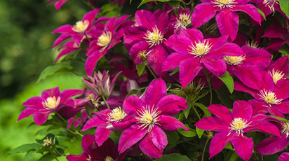 Догляд за клематисом - три типи підводних каменів при вирощуванні диво-ліан