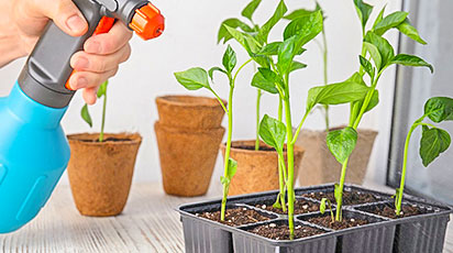 Коли саджати насіння на розсаду: рекомендації досвідчених садівників - GradinaMax Коли саджати насіння на розсаду: рекомендації досвідчених садівників