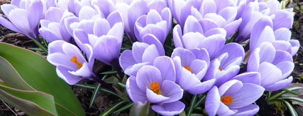 Крокуси: 5 ідей для посадки - GradinaMax Крокуси: 5 ідей для посадки