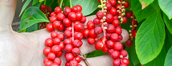 Лимонник китайский: все о посадке и уходе