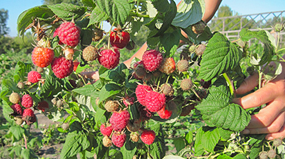 Богатырь - новый удивительный сорт малины на штамбе
