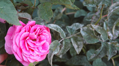 На розе белый налет на листьях