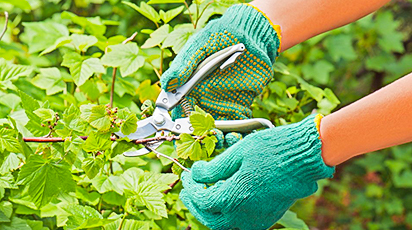 Обрізаємо смородину правильно - GradinaMax Обрізаємо смородину правильно