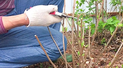 Обрізка гортензії навесні та не тільки