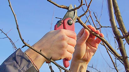 Обрезка яблони весной – просто о сложном - GradinaMax Обрезка яблони весной – просто о сложном