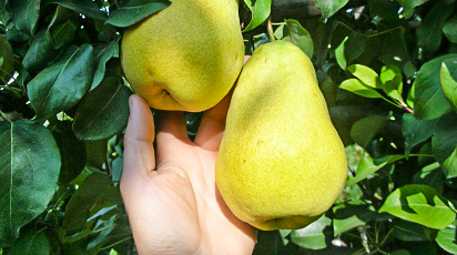 Обзор самых морозоустойчивых груш для вашего сада