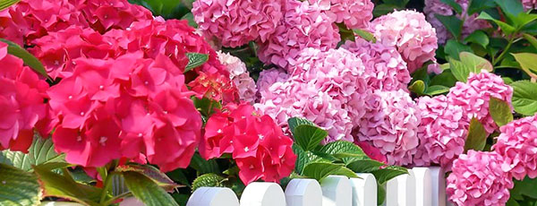 Огляд зимостійких сортів гортензій для вашого саду