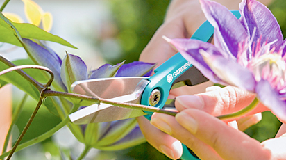 Як обрізати клематис восени для пишного цвітіння - GradinaMax Як обрізати клематис восени для пишного цвітіння