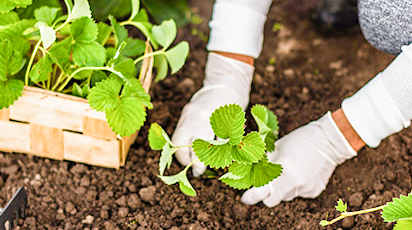 Осенняя посадка земляники: сроки и способы