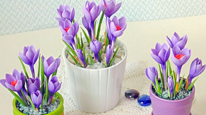 Осіння вигонка цибулинних: чари Нового року