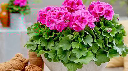 Пеларгонія: як виростити красуню в домашніх умовах