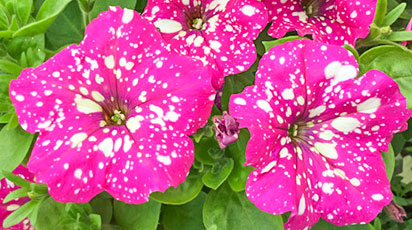 Петунії з насіння - пропозиція, від якої не можна відмовитися