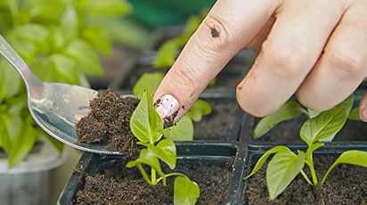 Пикировка рассады томатов и перцев: все по полочкам - GradinaMax Пикировка рассады томатов и перцев: все по полочкам