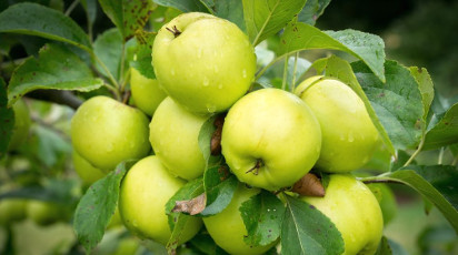 Планировка сада от А до Я