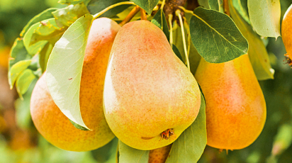 Какие плодовые деревья и кустарники лучше сажать осенью и как это сделать правильно