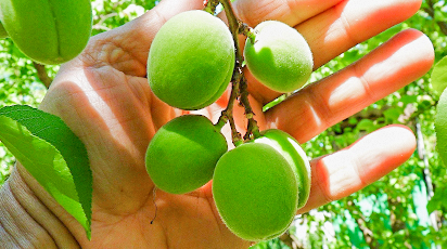 Почему опадают зеленые плоды абрикосов