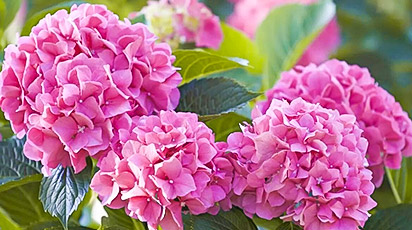 Почему появляются черные пятна на гортензии?