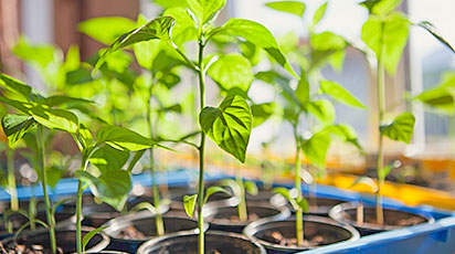 Чому розсада витягується та як це виправити - GradinaMax Чому розсада витягується та як це виправити