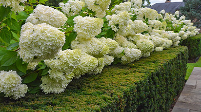 Почему розовая гортензия побелела?