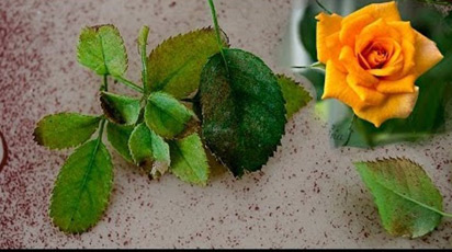 Почему у розы опадают листья