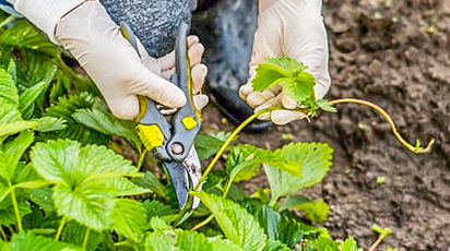 Підготовка полуниці до зими: зберігаємо та примножуємо ягідну плантацію - GradinaMax Підготовка полуниці до зими: зберігаємо та примножуємо ягідну плантацію
